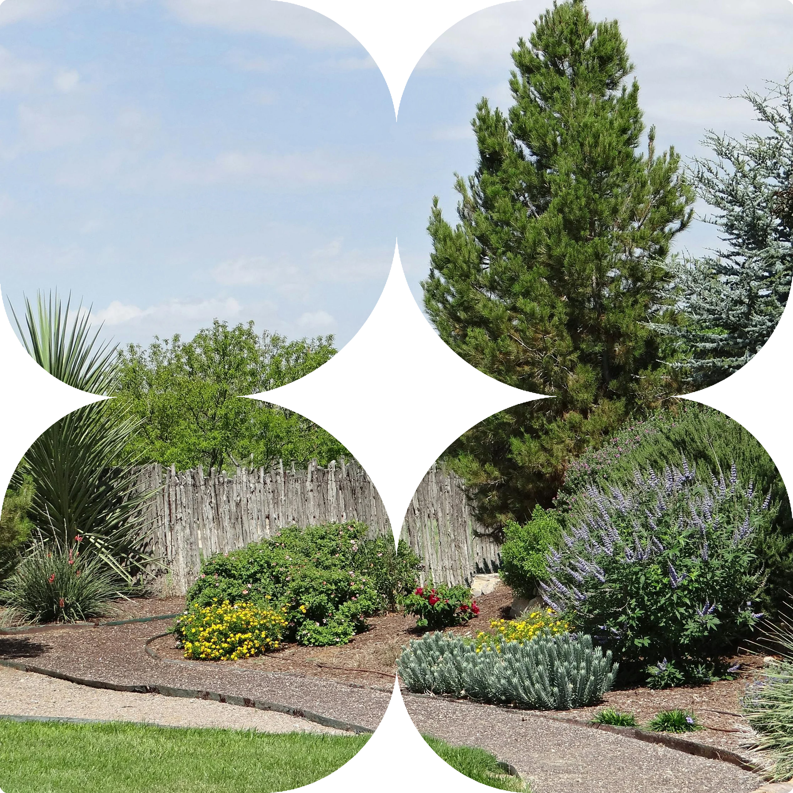 Native garden planting in Bacchus Marsh – columnar tree installation by CreationScapes