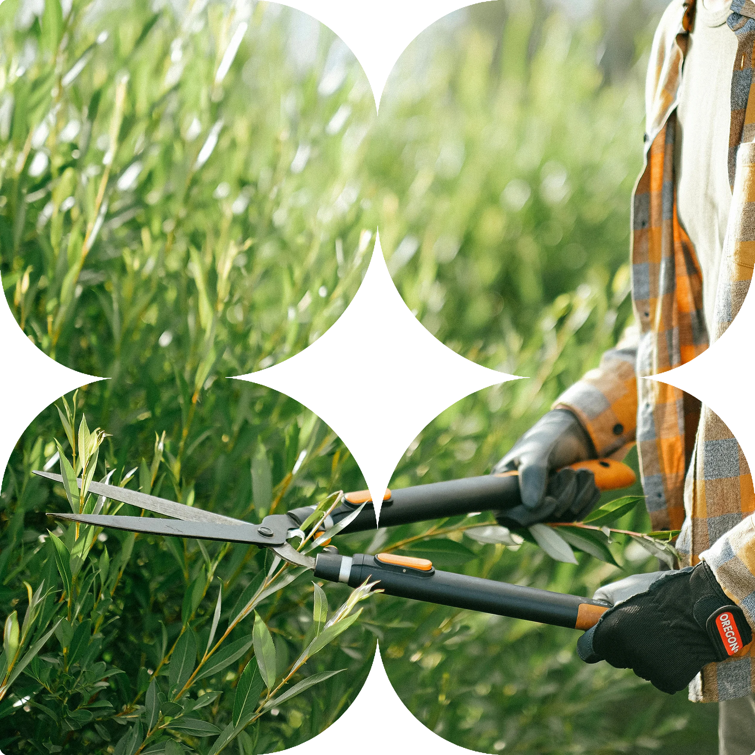 Hedge trimming and garden maintenance in Bacchus Marsh by CreationScapes