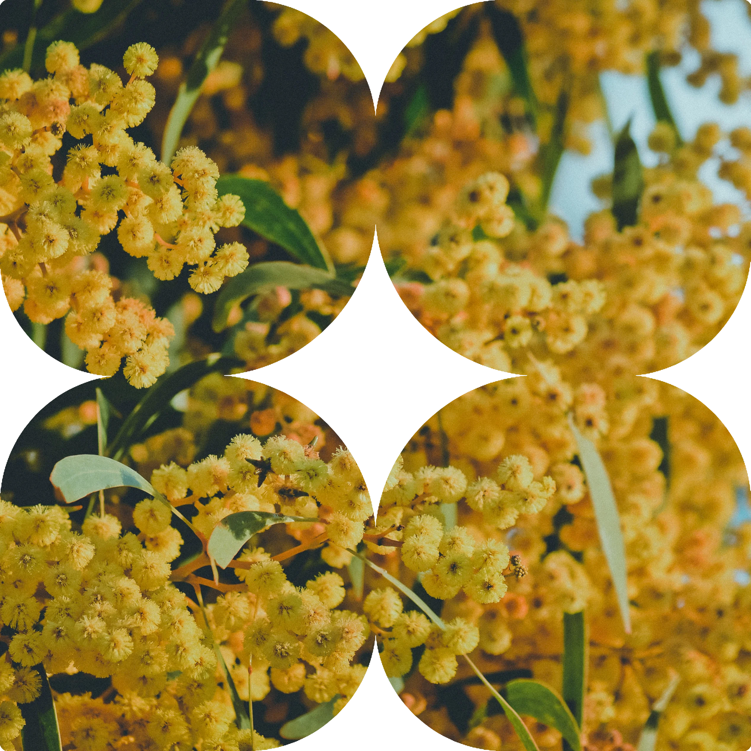 Native wattle planting in Bacchus Marsh – Australian garden installation by CreationScapes