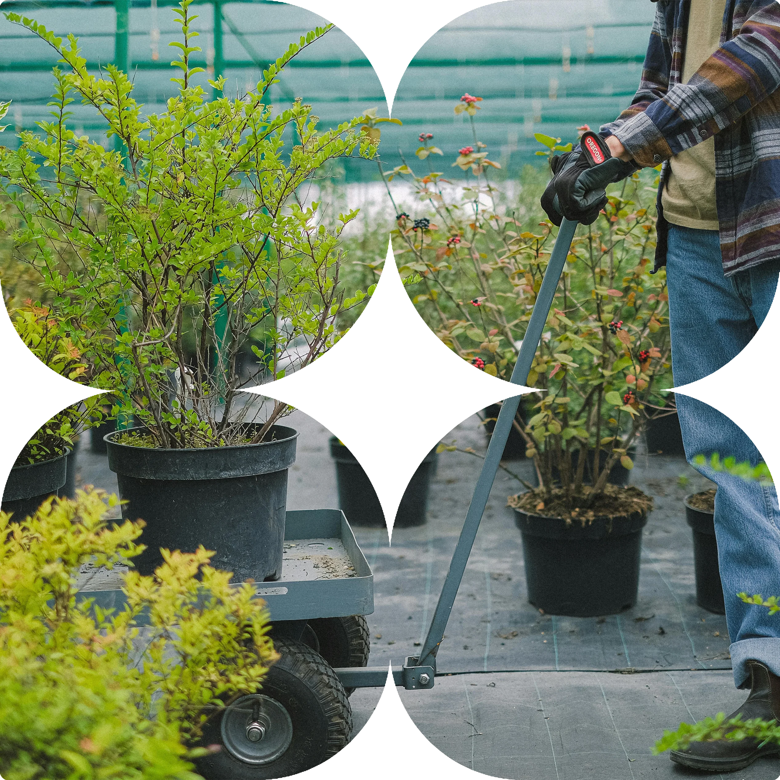 Plant selection for landscape design in Bacchus Marsh by CreationScapes