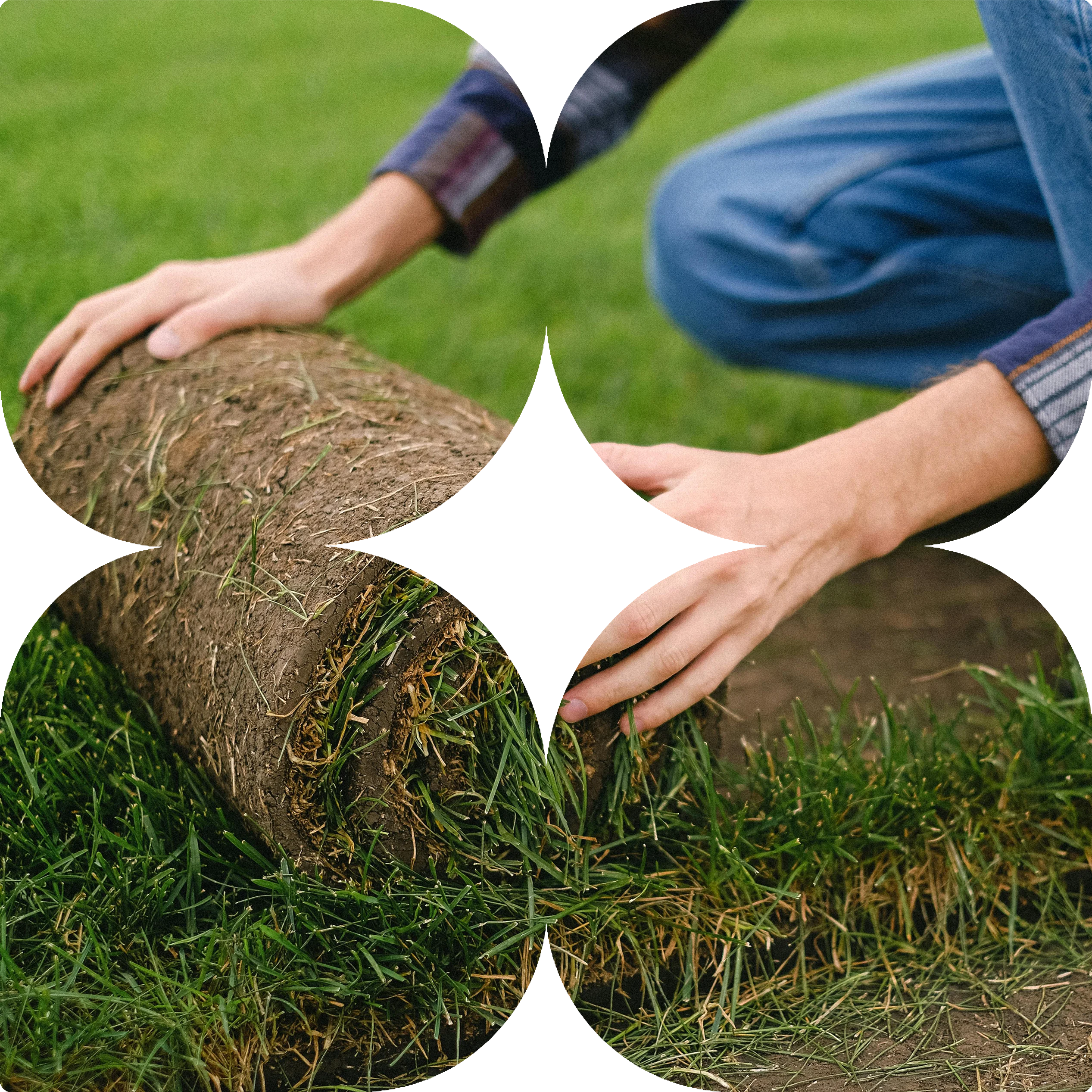 Instant turf installation in Bacchus Marsh – laying Sir Walter Buffalo lawn by CreationScapes
